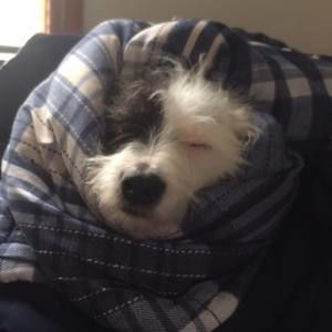 Meet your Posher, Dylan